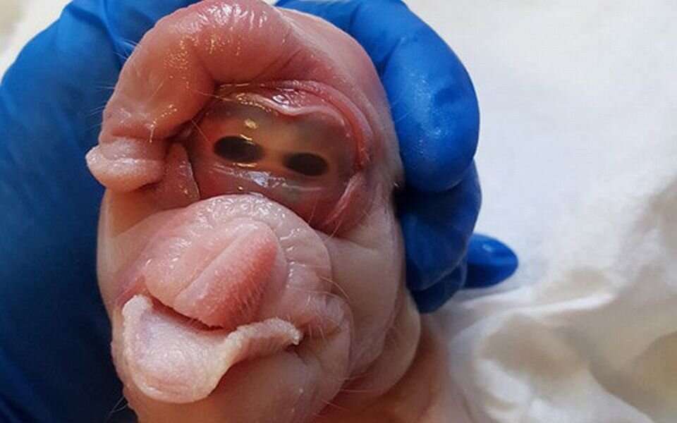  Alien-Schweine-Baby mit Penis am Kopf