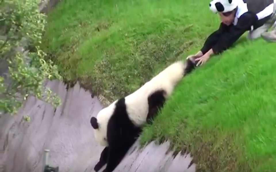 Panda lässt Zoowärterinnen verzweifeln