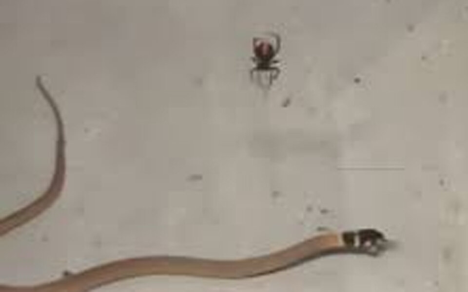 Hier erlegt eine Spinne eine Schlange