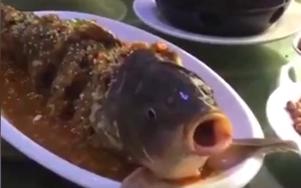 Bereits gekochter Fisch erwacht zum Leben und trinkt Schnaps 