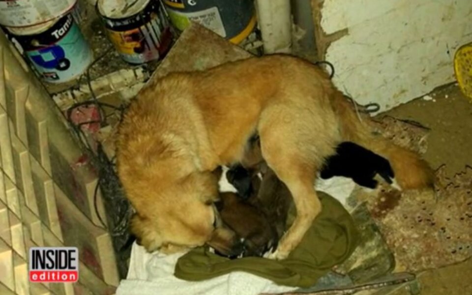 Hier riskiert eine Hunde-Mama ihr Leben, um ihre Welpen zu retten. 