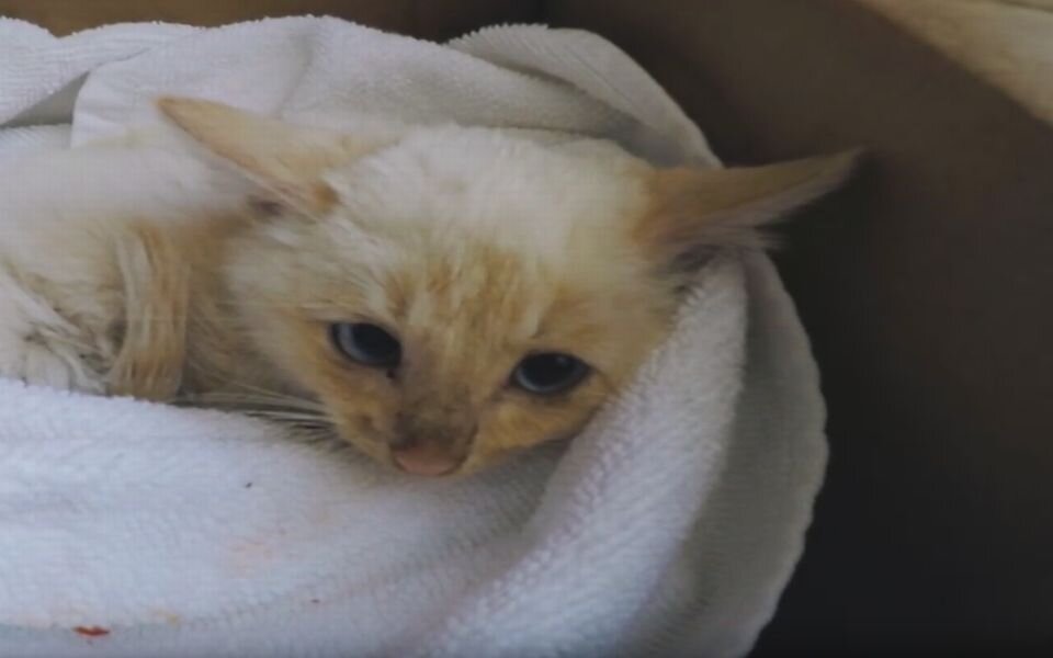 Familie rettet erfrorenes Katzenbaby