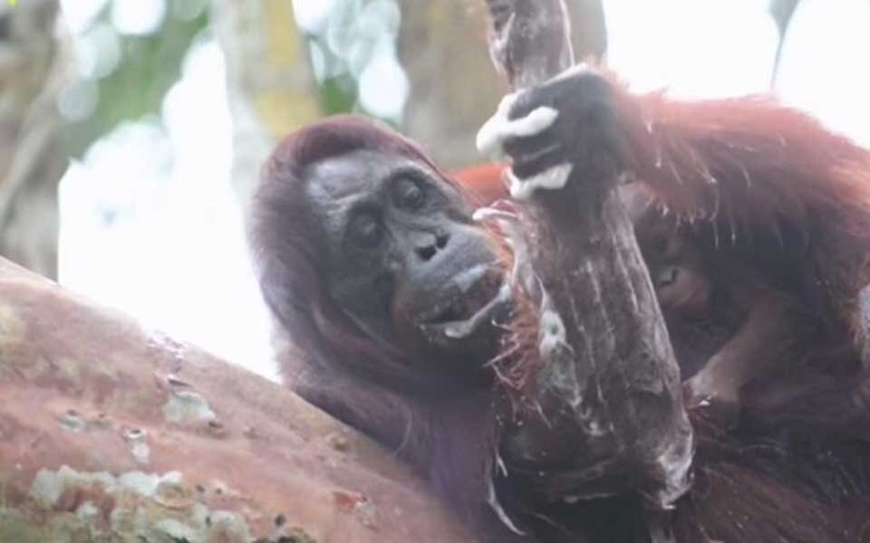 Orang-Utan macht sich zum Affen