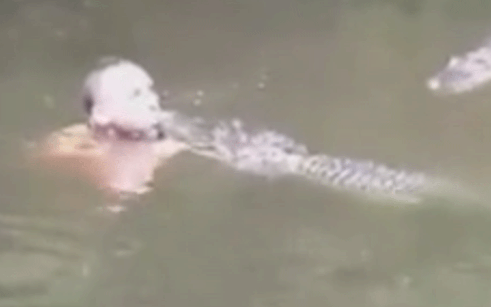 Unfassbar, dieser Typ knutscht mit Alligator