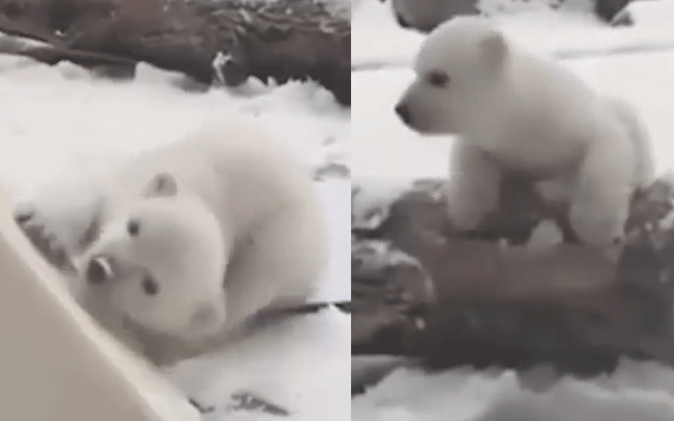 Hier sieht ein Baby-Eisbär endlich Schnee
