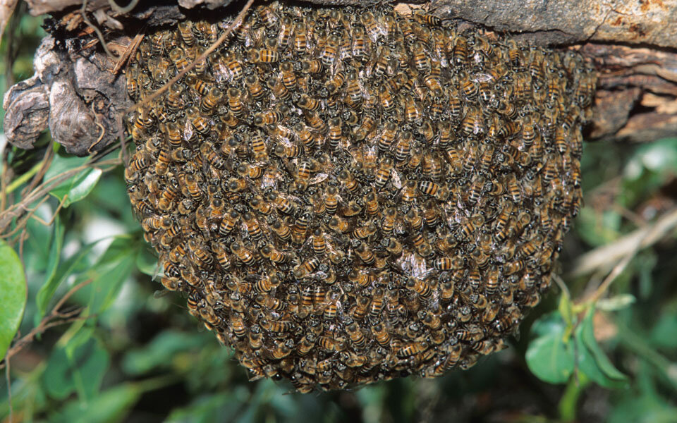 Auf Bienen-Stock gepinkelt: 22 Verletzte