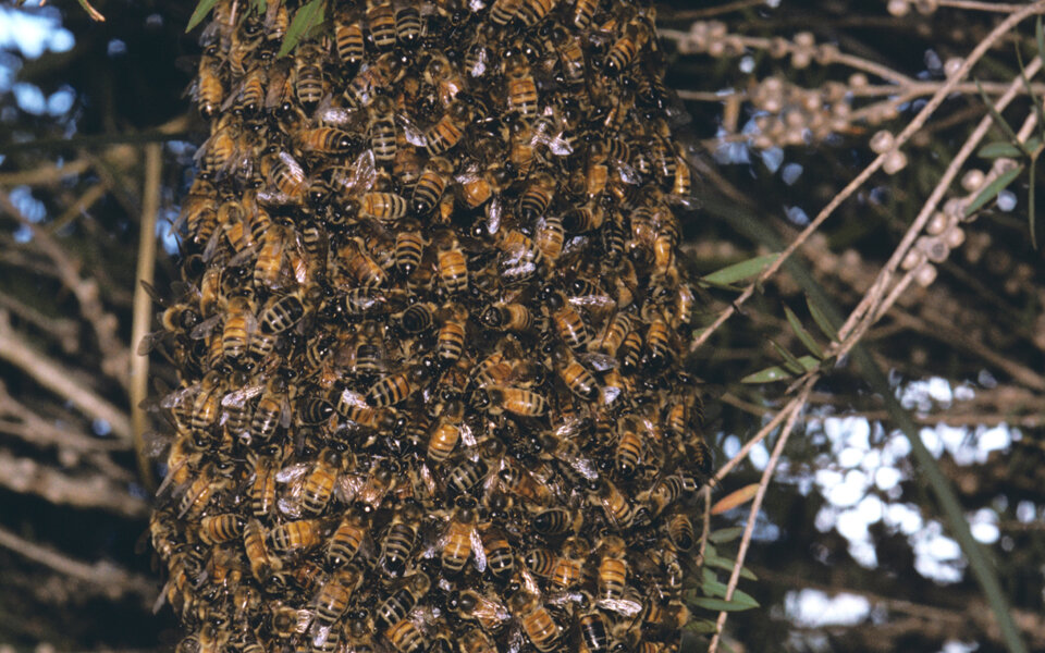 Pensionist (84) erlitt 2.000 Bienenstiche