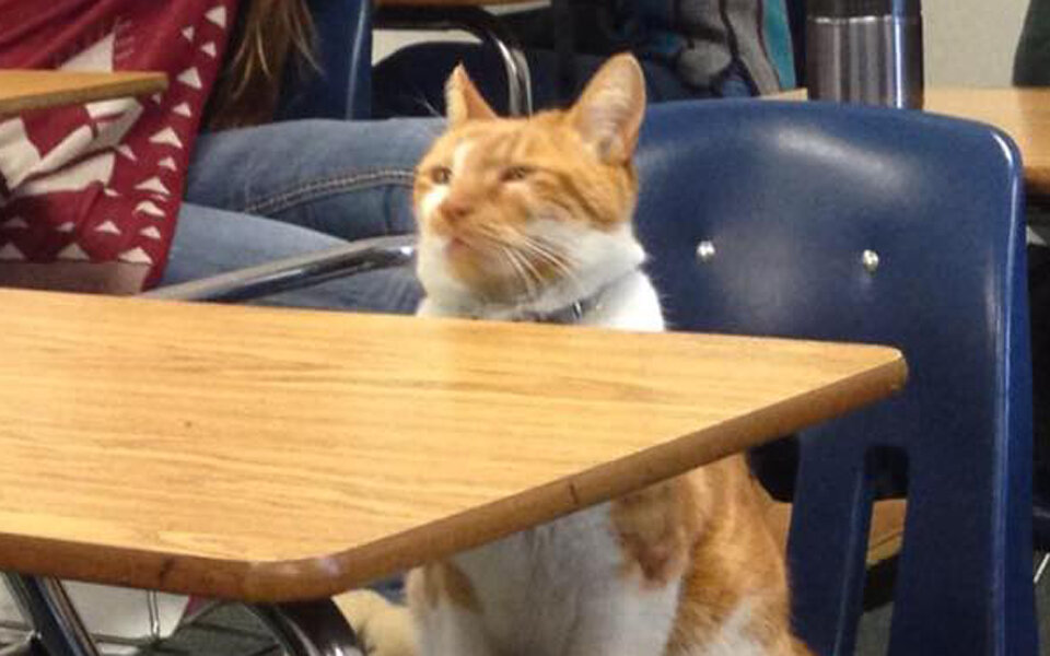 Diese Katze hat ihren eigenen Schülerausweis 