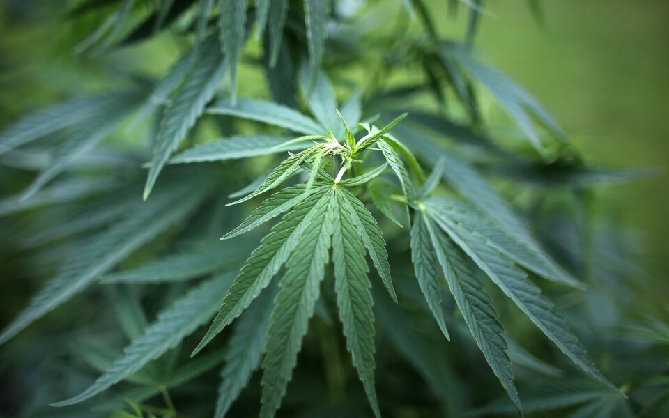 Wiener Experten wollen Cannabis freigeben