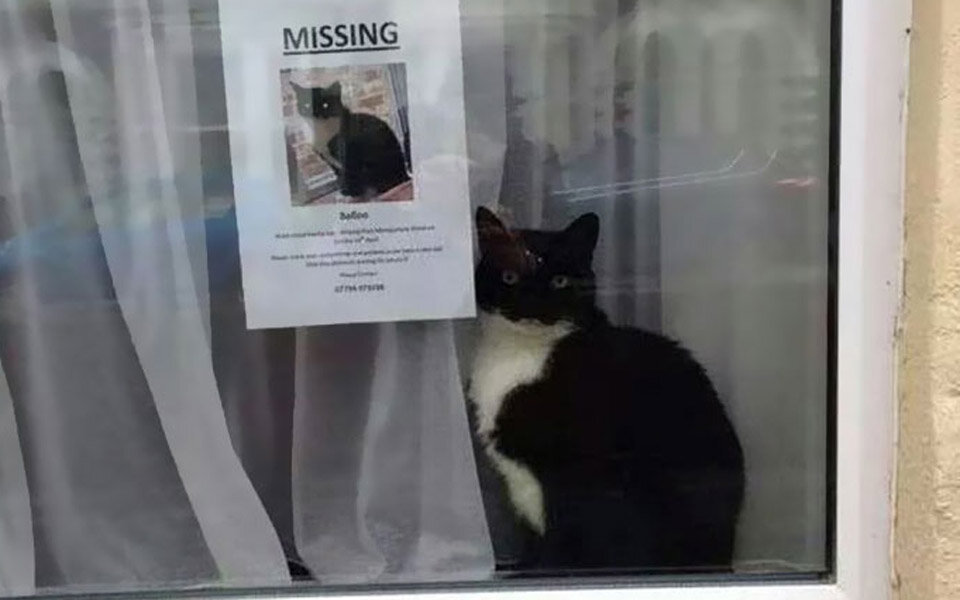 Vermisste Katze findet sich selbst