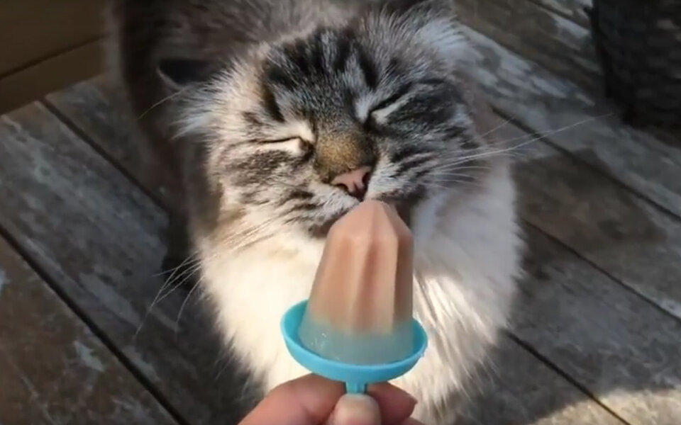 Katzen-Eis ist neuer Food-Trend!
