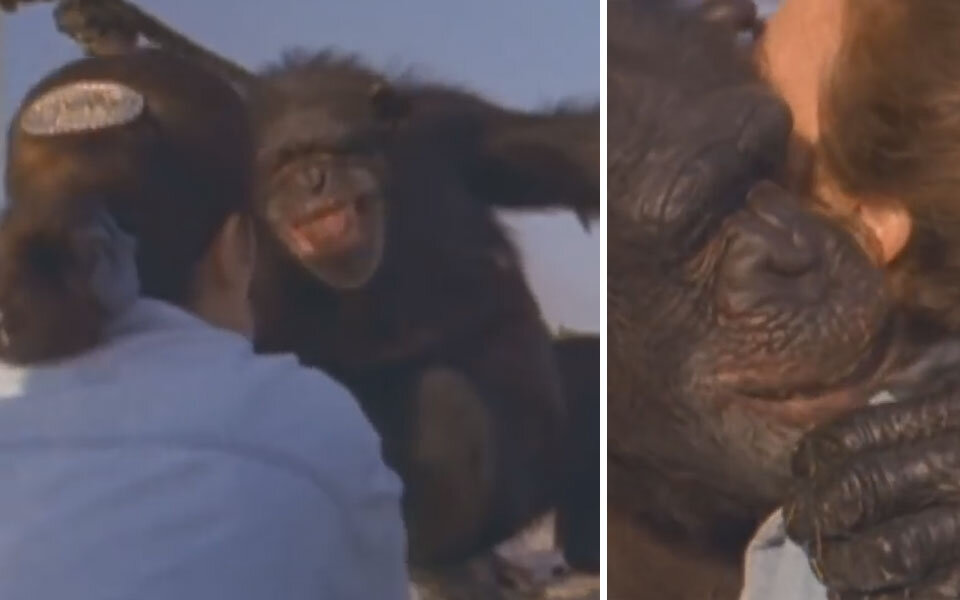 Schimpanse bedankt sich nach 25 Jahren dafür