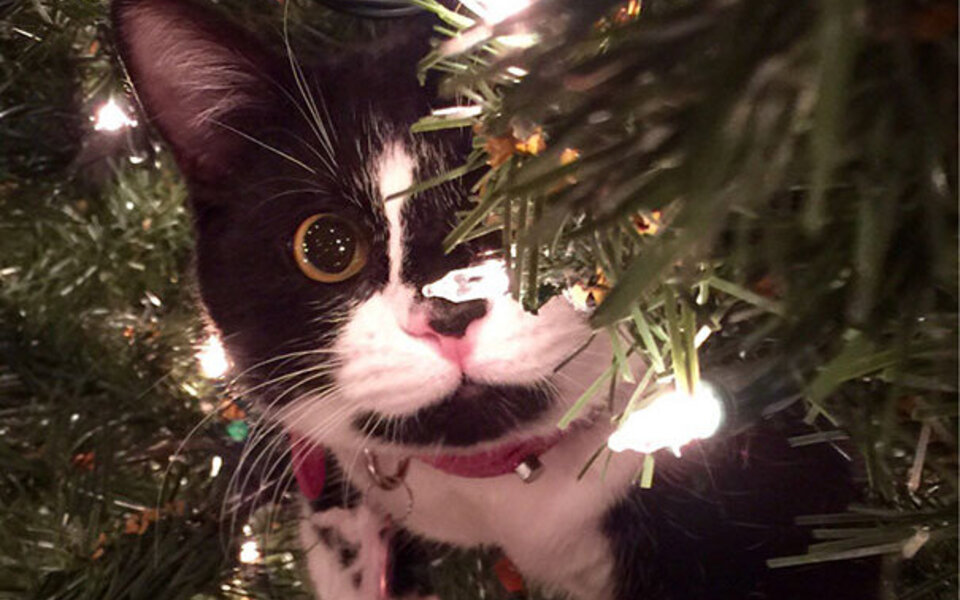 decorating-cats-destroying-trees-christmas-401__605.jpg