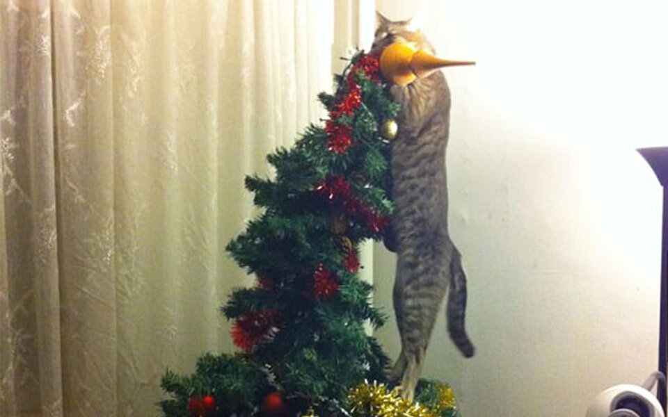 decorating-cats-destroying-trees-christmas-41__605.jpg