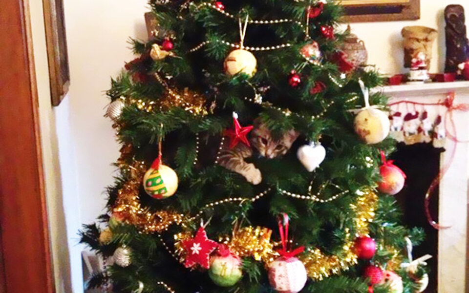 decorating-cats-destroying-trees-christmas-501__605.jpg