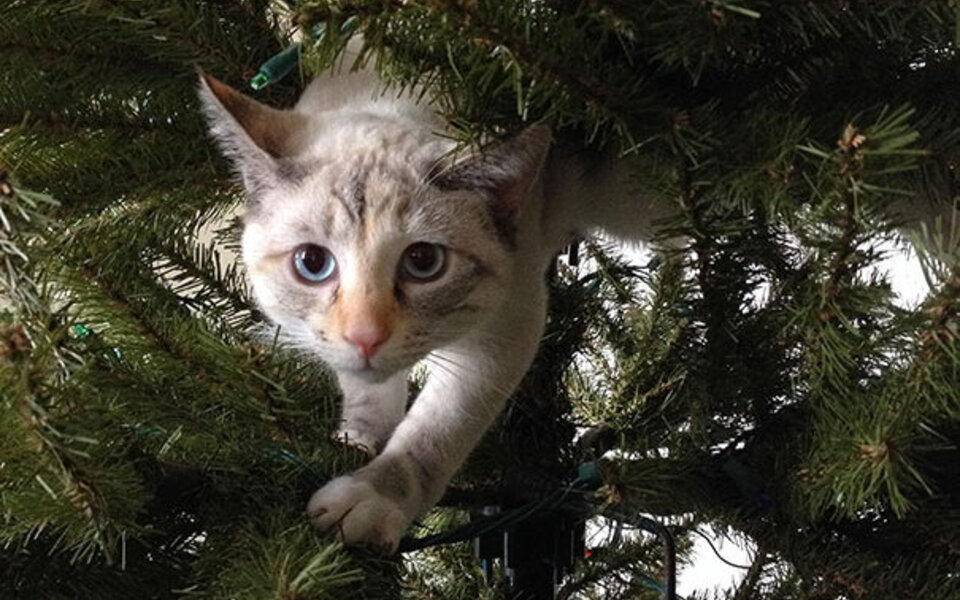 decorating-cats-destroying-trees-christmas-50__605.jpg