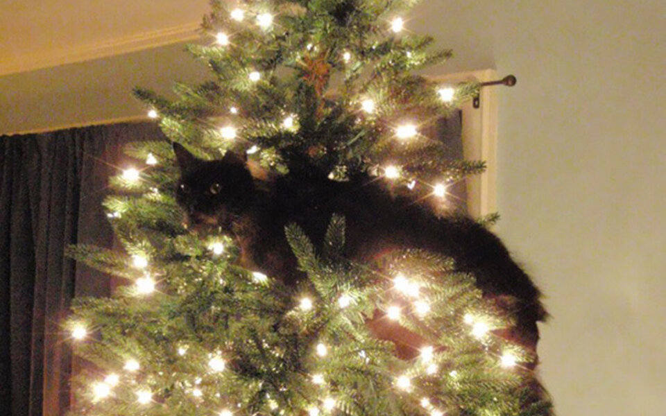 decorating-cats-destroying-trees-christmas-53__605.jpg