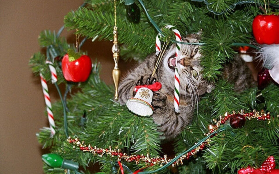 decorating-cats-destroying-trees-christmas-60__605.jpg