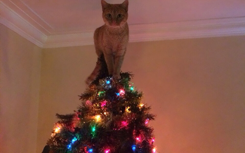 decorating-cats-destroying-trees-christmas-61__605.jpg