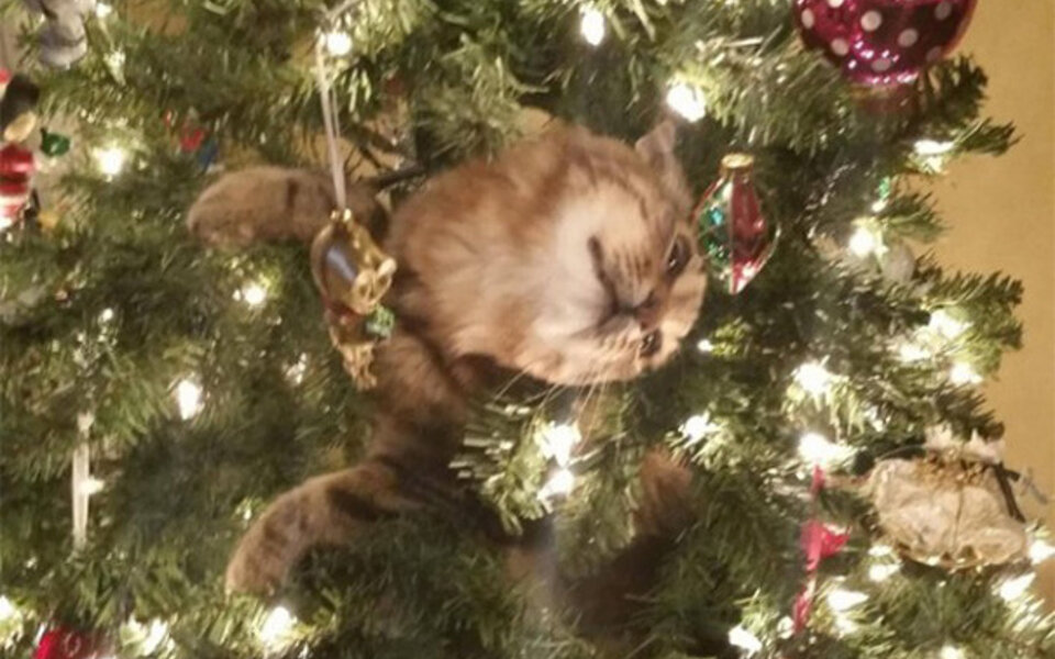 decorating-cats-destroying-trees-christmas-71__605.jpg