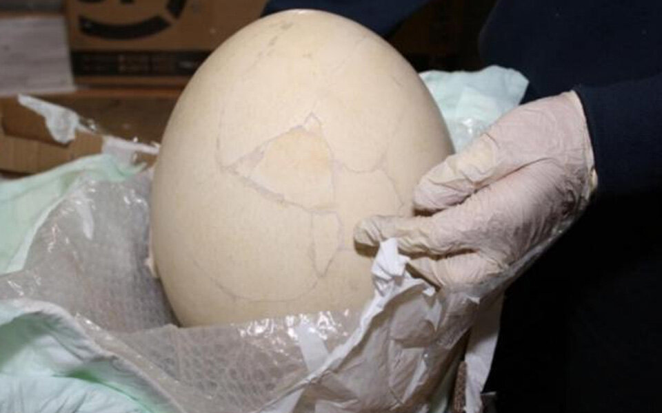 Italienischer Zoll fand Mega-Urzeit-Ei