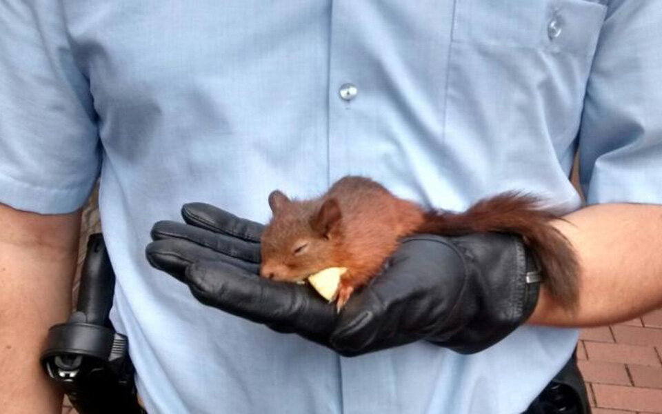 Polizei musste Stalker-Eichhörnchen festnehmen