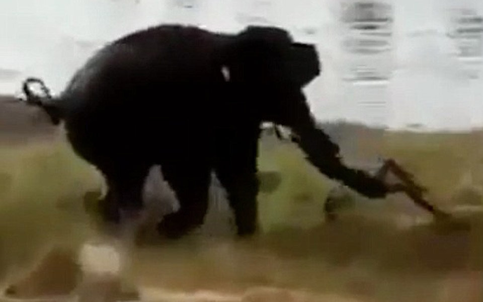 Männer provozieren Elefanten - tot