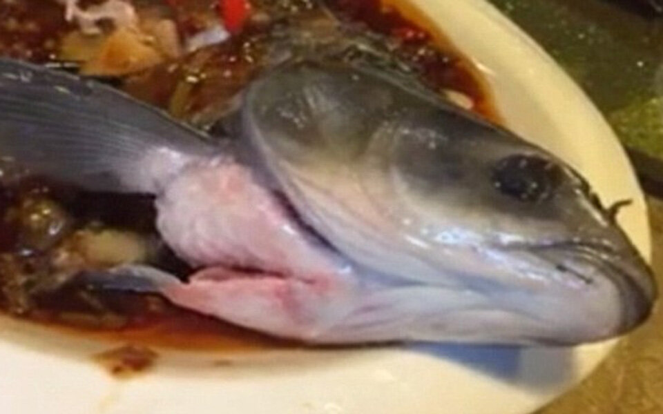 Fisch erwacht am Teller zum Leben