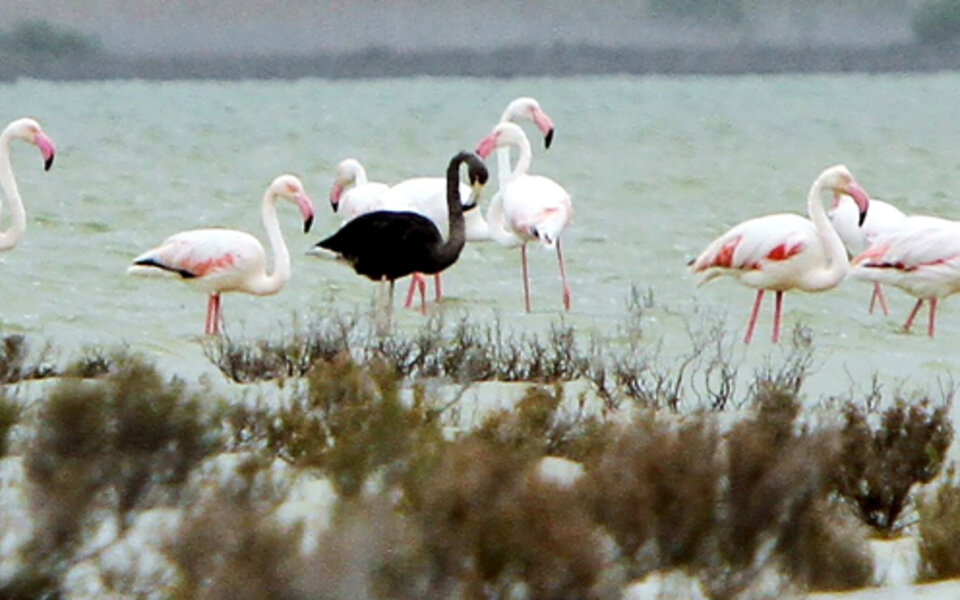 Einziger schwarzer Flamingo gesichtet
