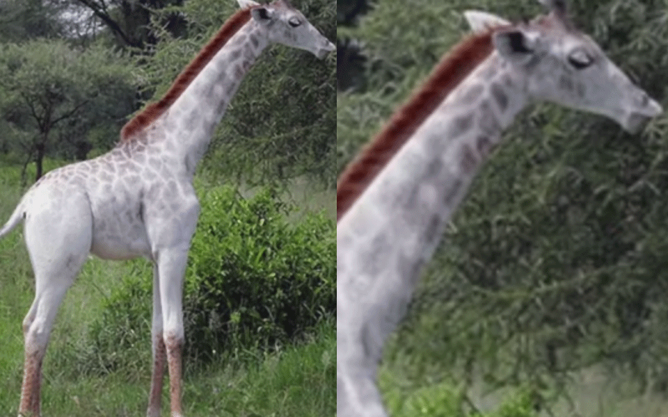 Netz staunt über seltene weiße Giraffe