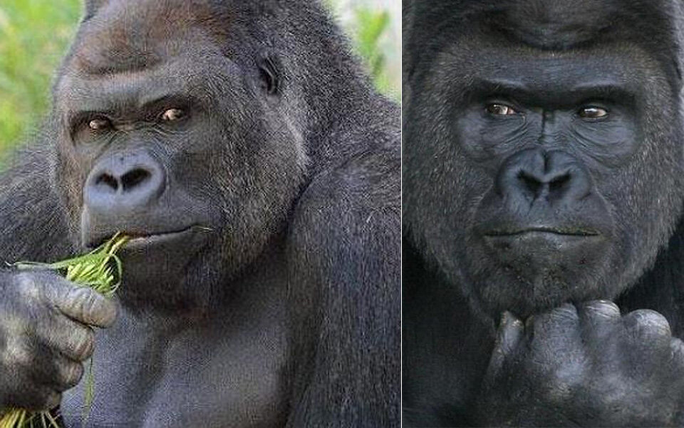 Fescher Gorilla verdreht Frauen den Kopf