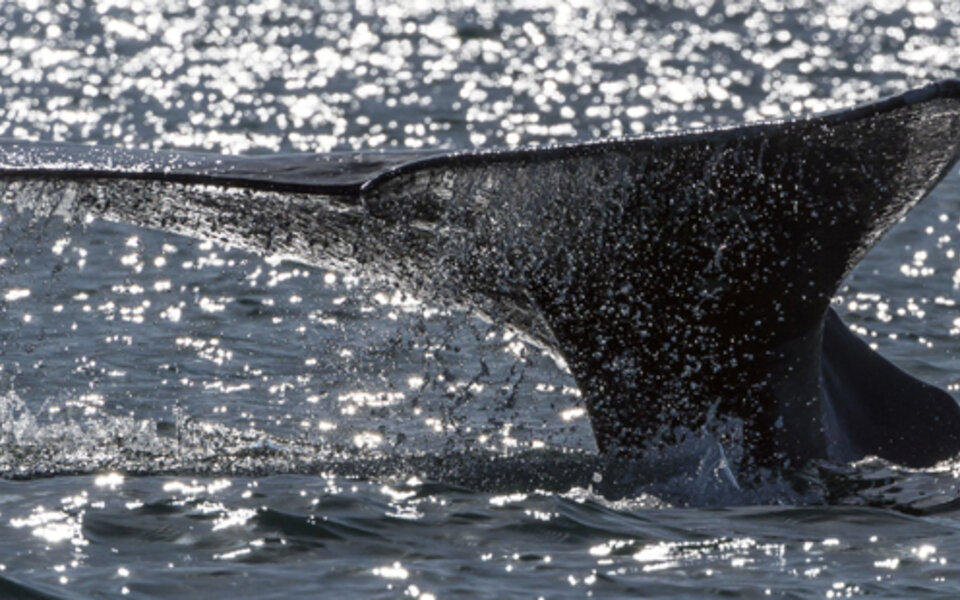 Touristin von Wal getötet