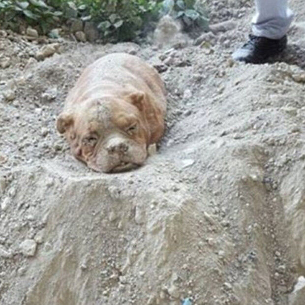Hund lebendig begraben