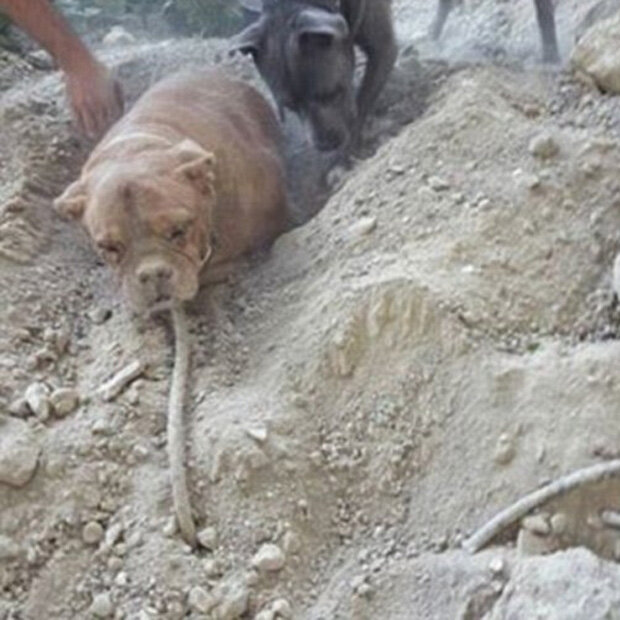Hund lebendig begraben