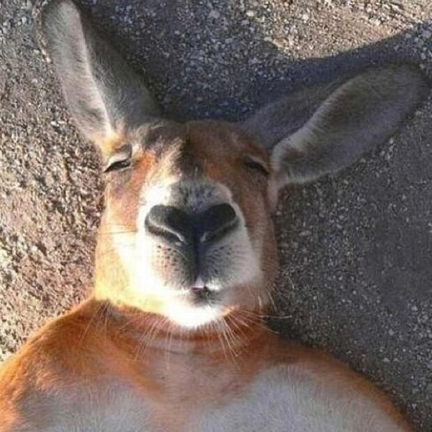 Die lustigsten Tier-Selfies