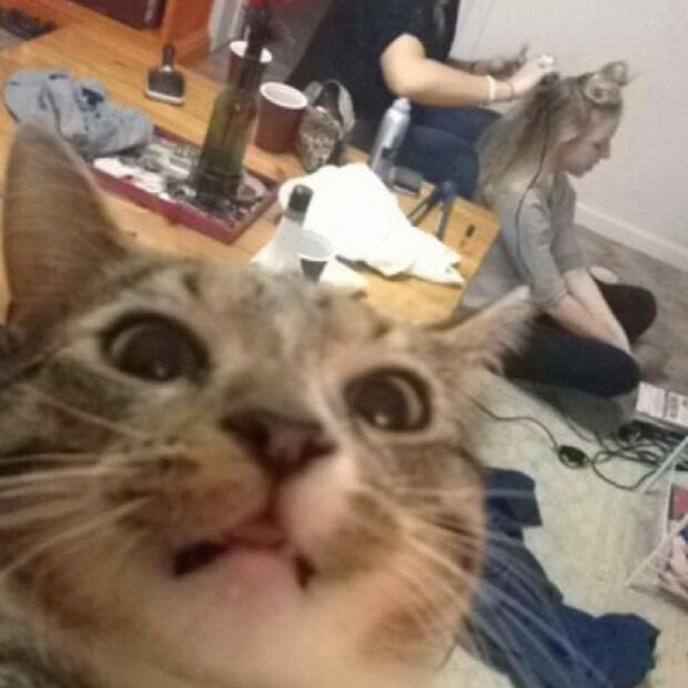 Die lustigsten Tier-Selfies