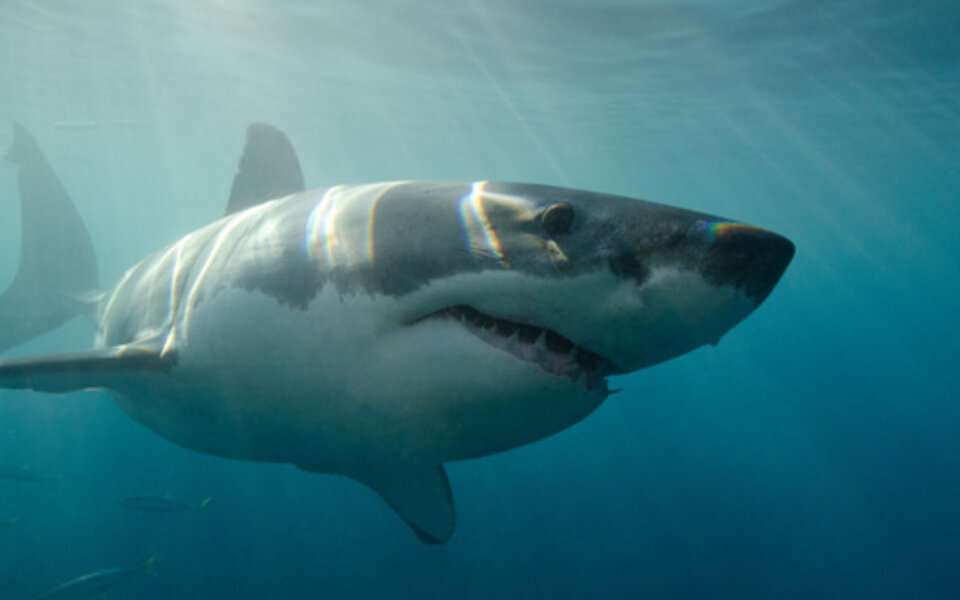 Hai-Attacken: Hier droht größte Gefahr