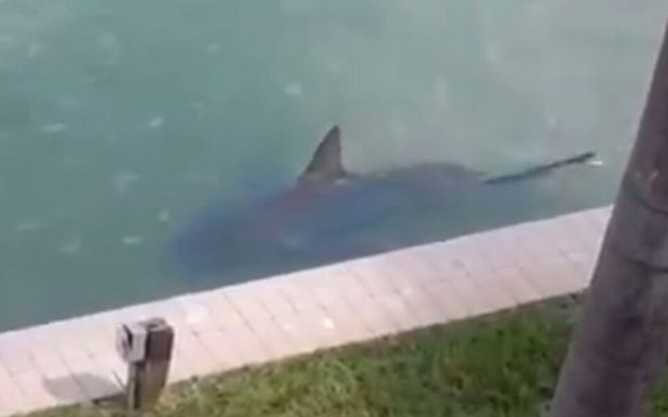 Mann findet riesigen Hai in seinem Garten
