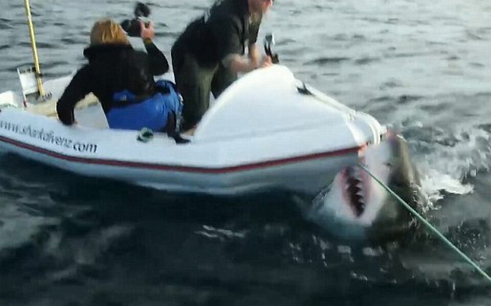 Mega-Hai stürzte sich auf Filmcrew