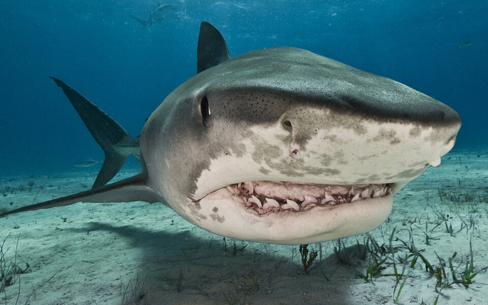 Hai-Attacken stellen Forscher vor Rätsel