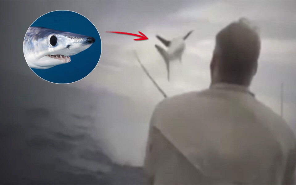 Fliegender Hai erschreckt Fischer zu Tode