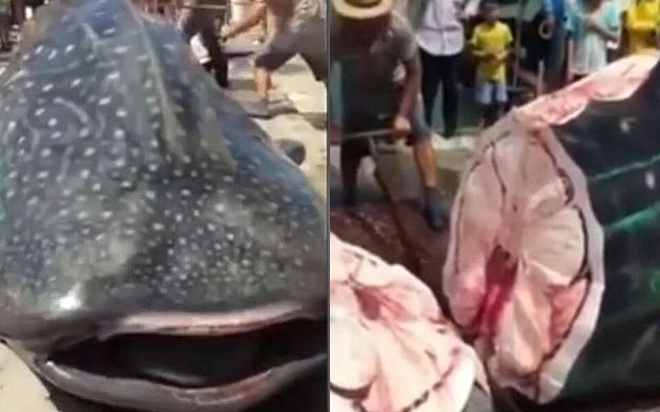 Walhai lebendig zerstückelt