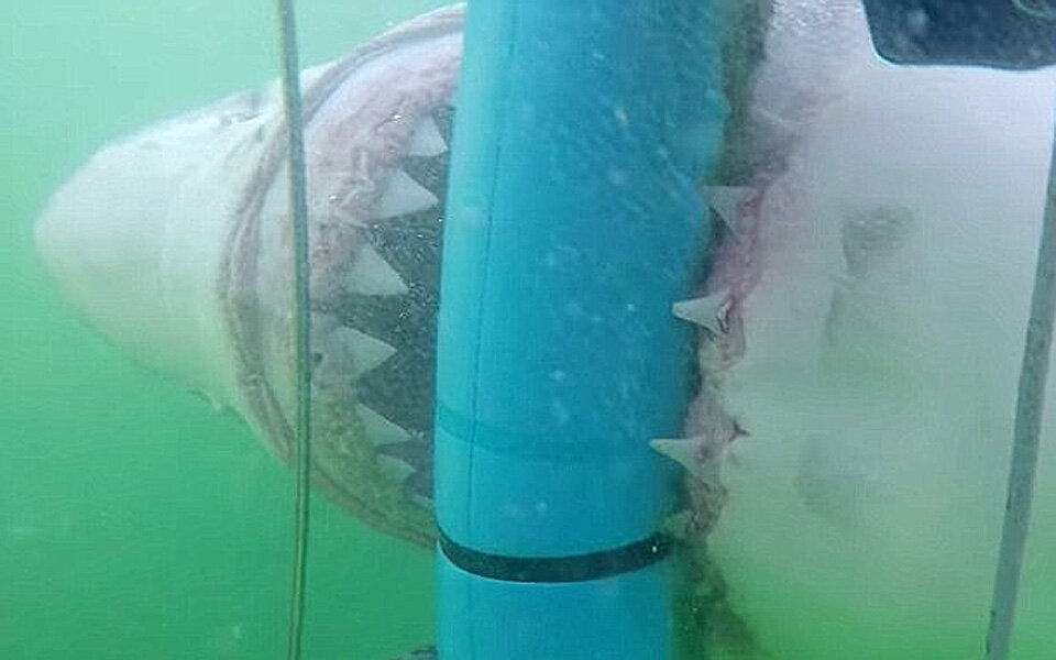 Taucher auf Kuschelkurs mit Weißem Hai