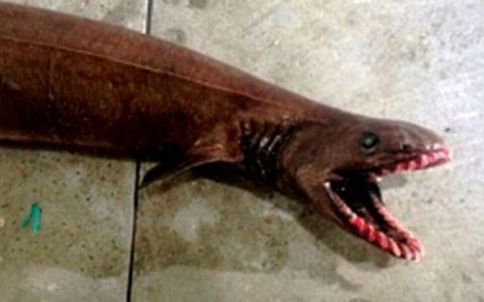 Fischer fangen Hai mit 300 Zähnen