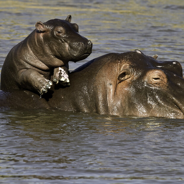 Hippo on Board