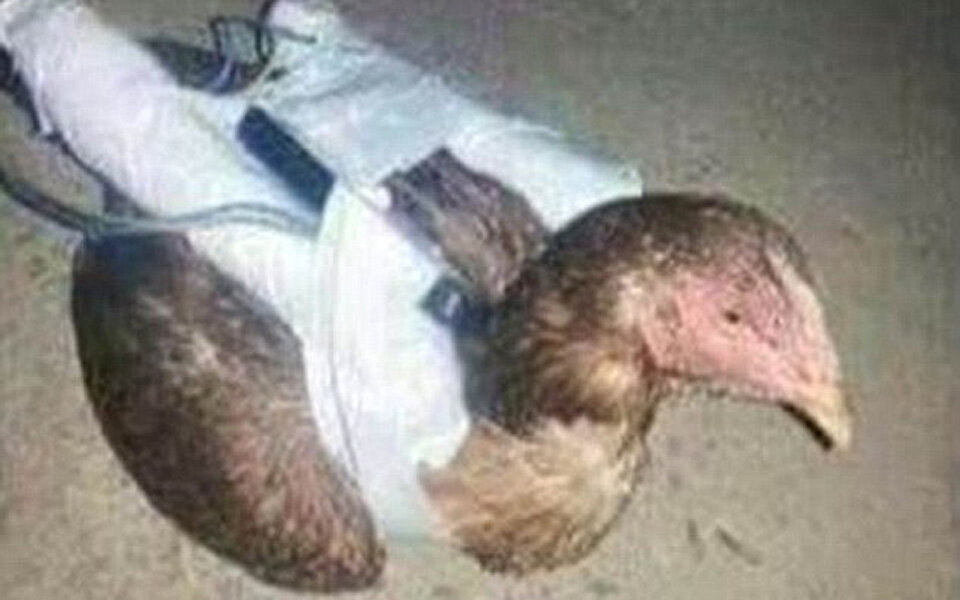 ISIS entwickelt Selbstmord-Hühner