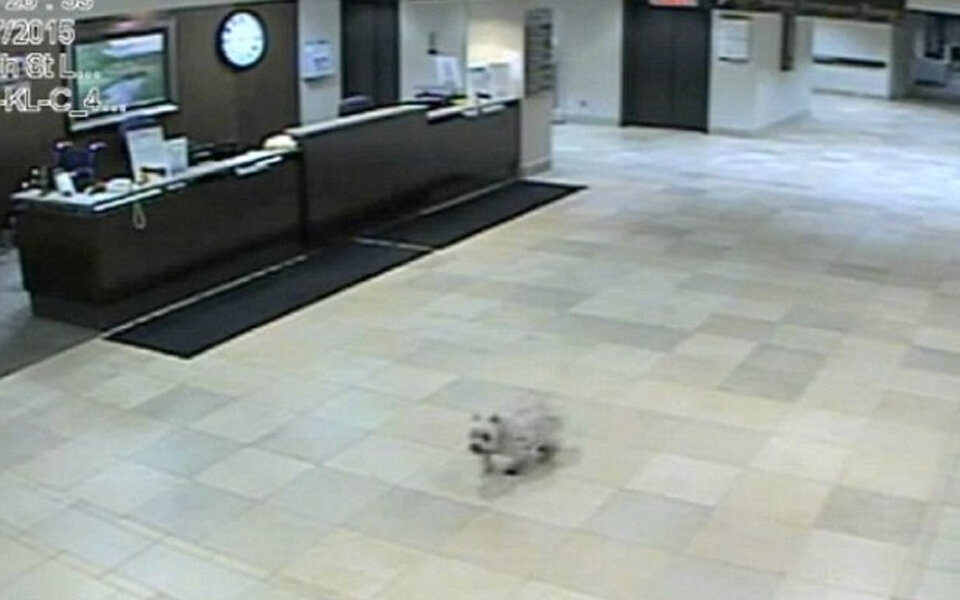 Entlaufener Hund besucht Frauchen im Spital