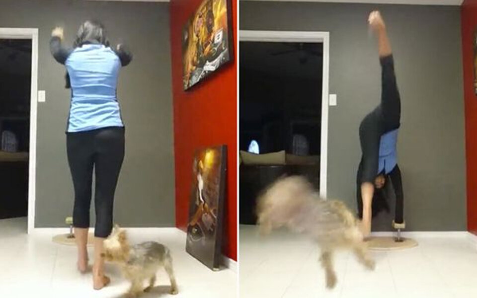 Frau kickt Mini-Hund durch die Luft