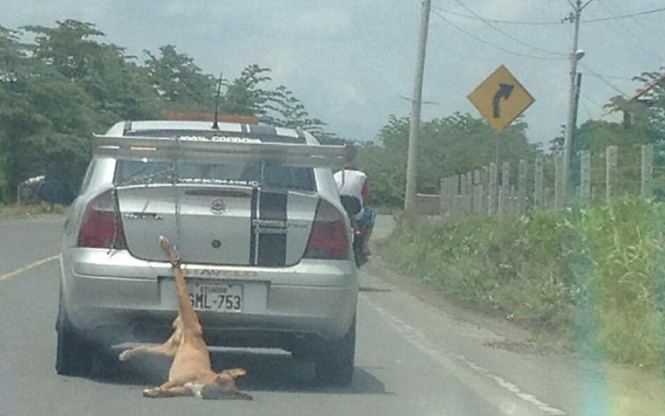 Tierquäler schleifte Hund mit Auto mit