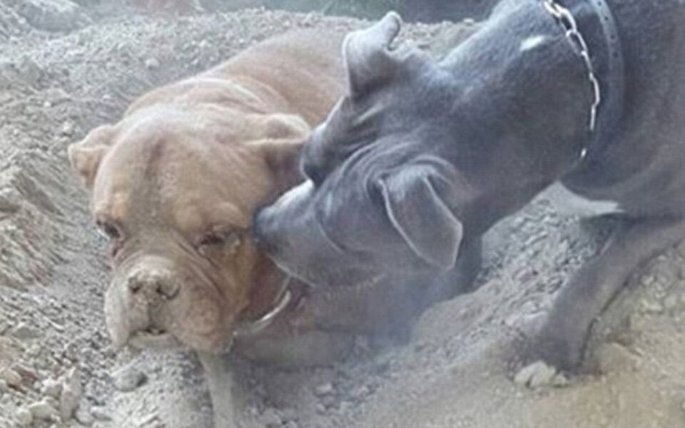 Hund lebendig begraben: Halter droht Haft